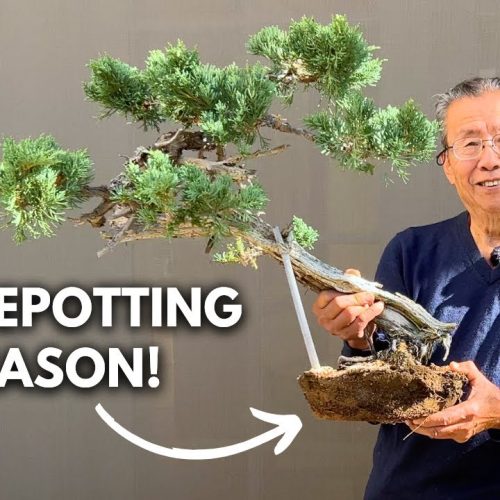 Repotting Juniper Bonsai in Fall: Best Practices for Healthy Growth
