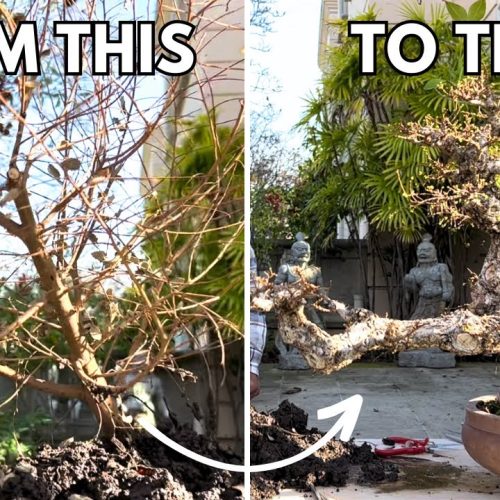 Cascade Bonsai in 5 Minutes: Fast Styling Tutorial