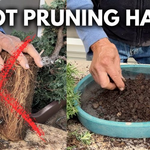 Rootbound Bonsai Fix: How to Prevent and Treat Rootbound Roots