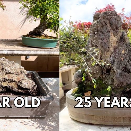 How to Make Your Own Bonsai Show Tree (Step-by-Step)