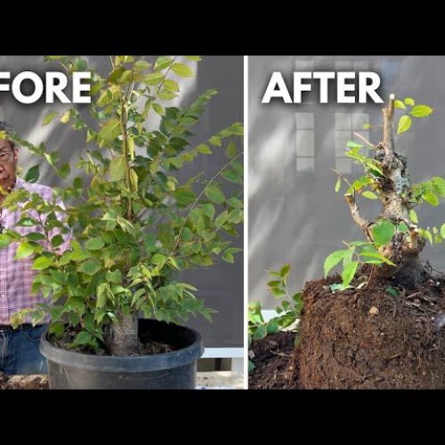 Turn a Sapling into a Bonsai: 3 Step Beginner Method