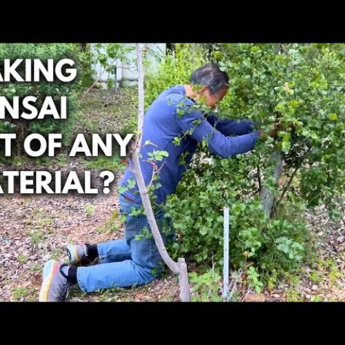What Plants Can Become Bonsai? Best Species for Beginners (Q&A)