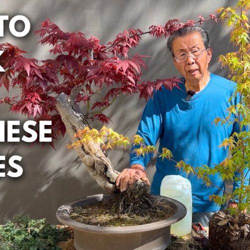Japanese Maple Bonsai: Working with Big vs Small Leaves