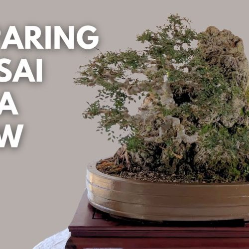 Bonsai Show Prep: Fine Tune a Bonsai for Competition