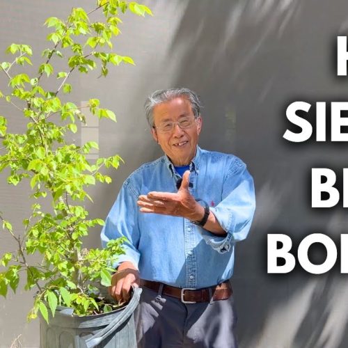 Big Trunk Bonsai: High Sierra Bonsai Styling Techniques
