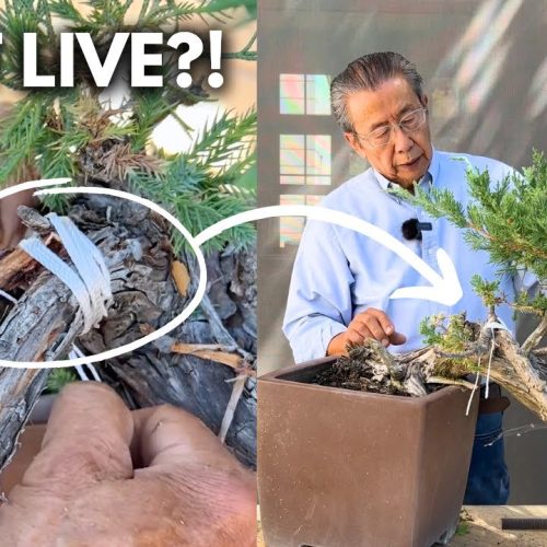 Bonsai Rescue: Revive an Almost Dead Bonsai