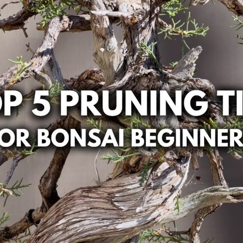 Bonsai Pruning Tips: Top 5 for Beginners (Q&A)
