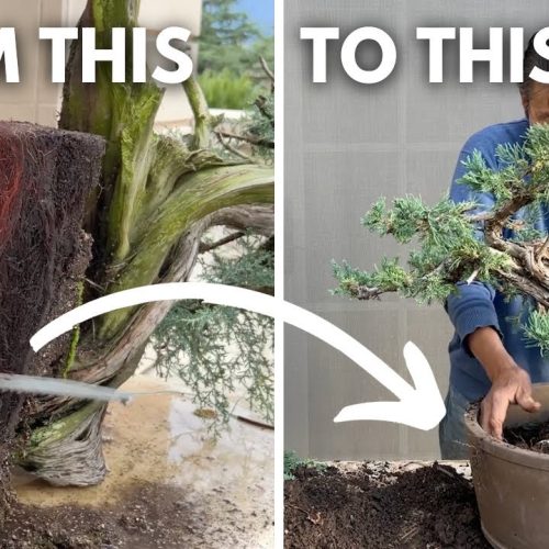 Reduce Bonsai Roots to Fit a Pot (Q&A)