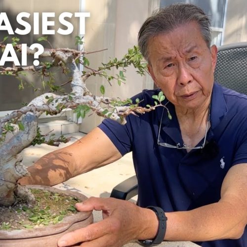 Best Bonsai Starter Material for Beginners (Buying + Growing)