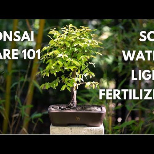 Bonsai 101 – Chapter 6: Principles for How to Make Your Own Bonsai Tree