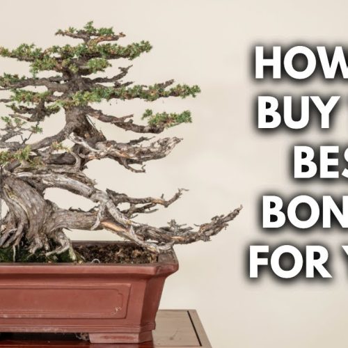 First Bonsai Buying Guide: How to Choose a Quality Bonsai