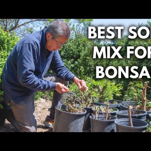 Bonsai Soil Mix, Watering, and Fertilizing: Unified Beginner System