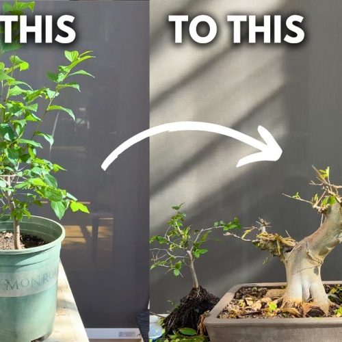 Chinese Hackberry Bonsai from Seedling: Growing Step-by-Step