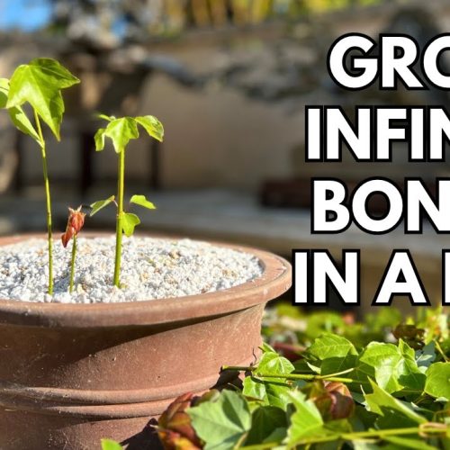 Propagation Forest: Grow Infinite Bonsai from Cuttings