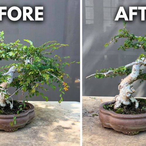 Make Your Chinese Elm Bonsai Look Older (Aging Techniques)