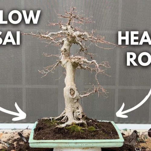 Repot a Bonsai into a Shallow Pot (Step-by-Step)