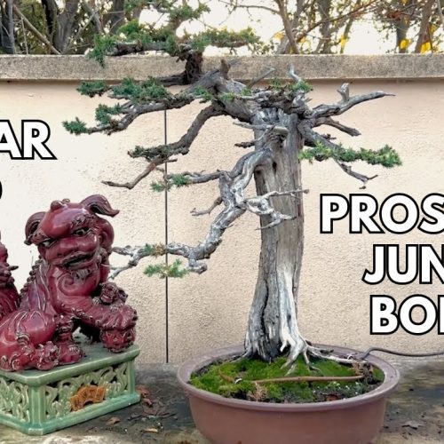Prostrata Juniper Bonsai: 25-Year Transformation