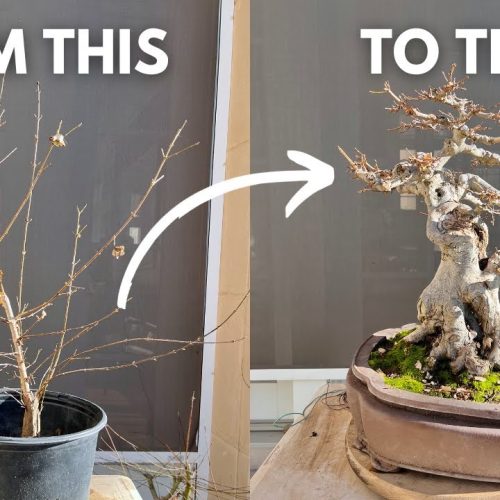 3-Year to 25-Year Bonsai Transformation: Training Timeline