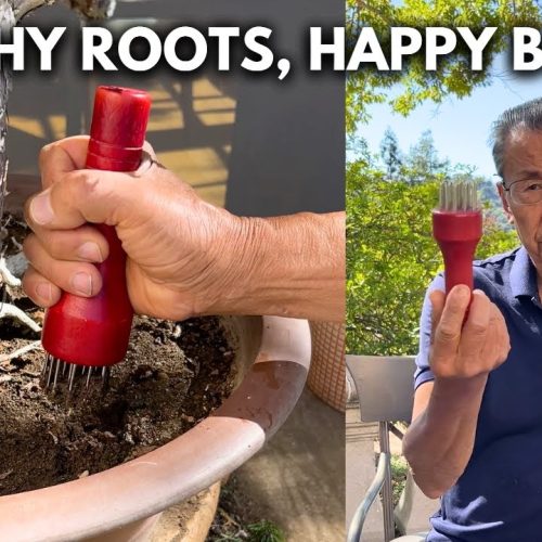 Aerating Bonsai Soil: How to Improve Root Health
