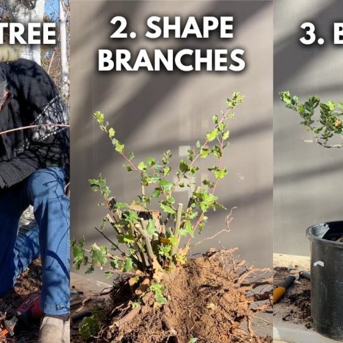Oak Bonsai: 3 Steps to Turn a Garden Oak into Bonsai