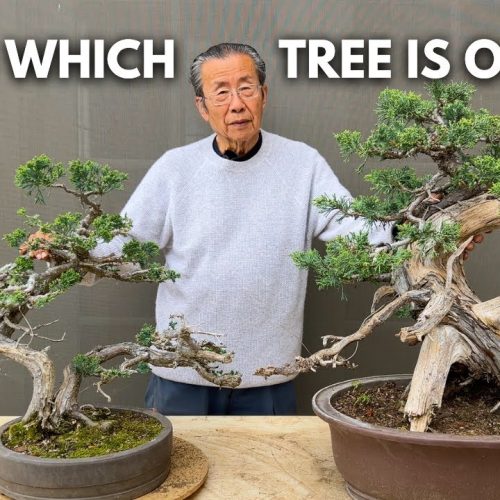 How to Tell Which Juniper Bonsai Is Older (Age Clues Explained)