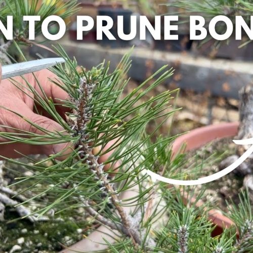 Best Time for Root Pruning + Best Bonsai Soil Mix (Q&A)