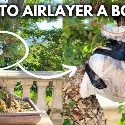Air Layering Bonsai: Turn One Bonsai into Two
