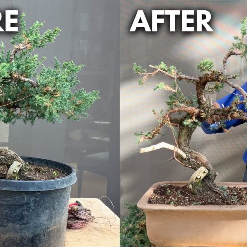 Landscaping Tree to Bonsai: Beginner-Friendly Transformation
