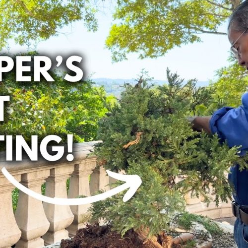 Yamadori Juniper Bonsai: Cut and Style Branch-by-Branch (15 Minutes)