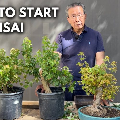Trident Maple Bonsai: Make Your First Bonsai from a Sapling