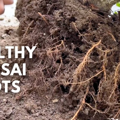 How to Induce Fibrous Roots in Bonsai (Q&A)