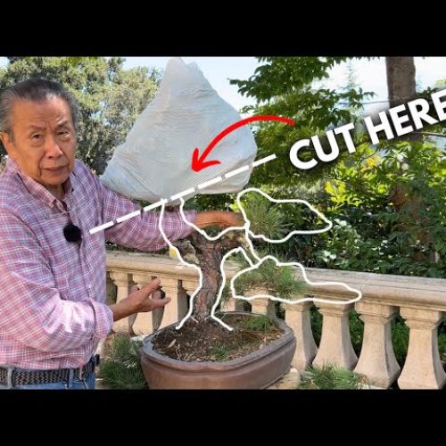 How to Grow Bonsai Like a Pro (Mindset + Method)