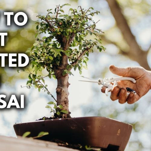 Bonsai 101 – Chapter 4: Getting Started with Your Bonsai Journey