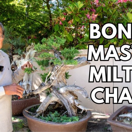 A Master and His Trees: 50 Years of Bonsai with Milton Chang