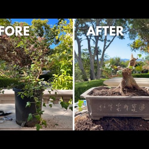 Garden Tree to Bonsai Transformation: Step-by-Step