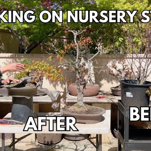 Maple Bonsai Series: Turn Nursery Maples into Bonsai (Fast Method)