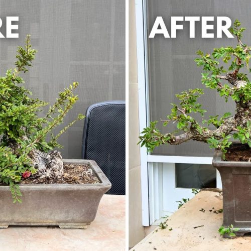 Refining an Established Bonsai: Advanced Techniques