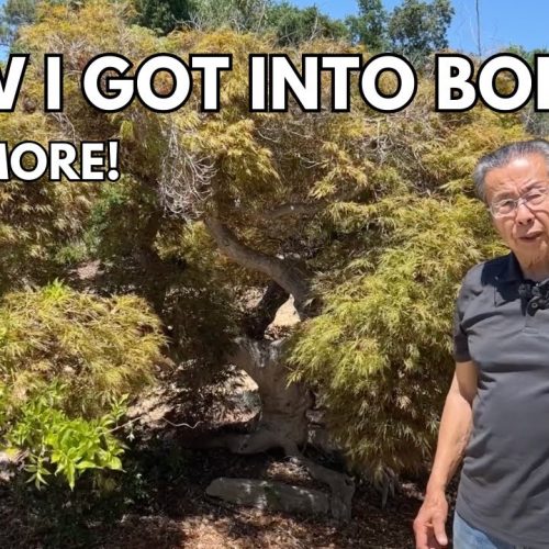 How Milton Got Into Bonsai + How He Got This Giant Tree (Q&A)