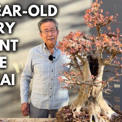 Bonsai Design Principles for Beginners (Simple Rules That Work)