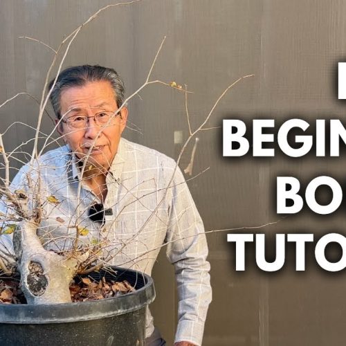Stump to Bonsai: How to Turn a Plain Stump into Bonsai in 3 Years