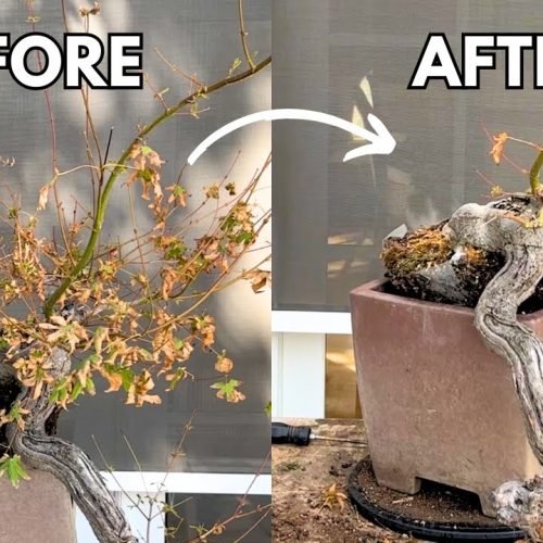 Japanese Maple Cascade Bonsai: Clip & Grow Tutorial