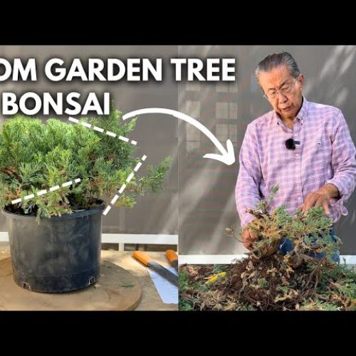 Yamadori Bonsai Shaping: Cutting and Styling Collected Trees