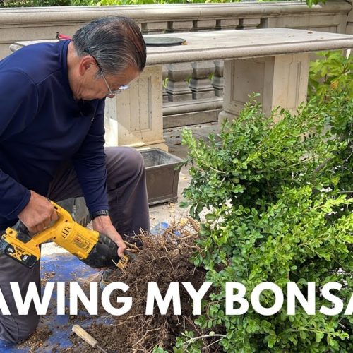 Boxwood Garden Tree Bonsai Design: Step-by-Step