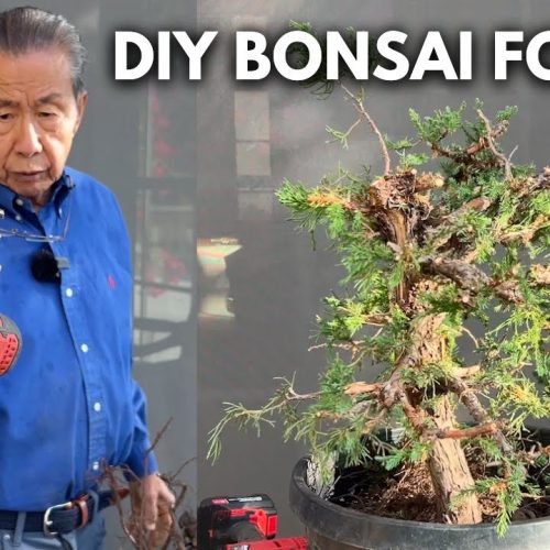 Juniper Bonsai Forest: Giant Bonsai Forest Build (Part 5)
