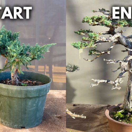 Bonsai from Cuttings: 5 Steps to Grow a Show-Ready Tree