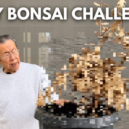 Ugly Tree to Beautiful Bonsai: Complete Transformation