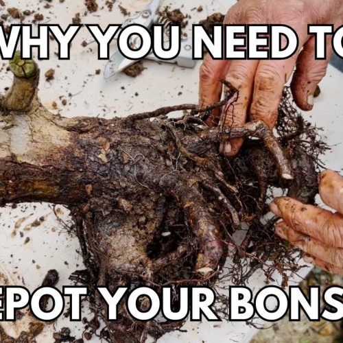 Why Repot Bonsai? The Importance of Repotting Explained