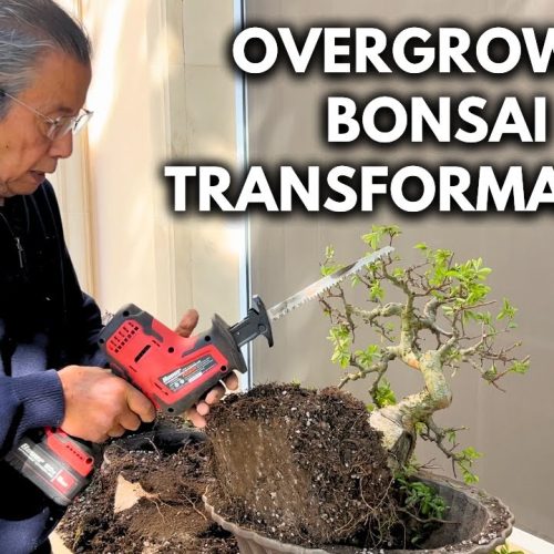 Overgrown Bonsai Fix: How to Whip a Bonsai Back into Shape