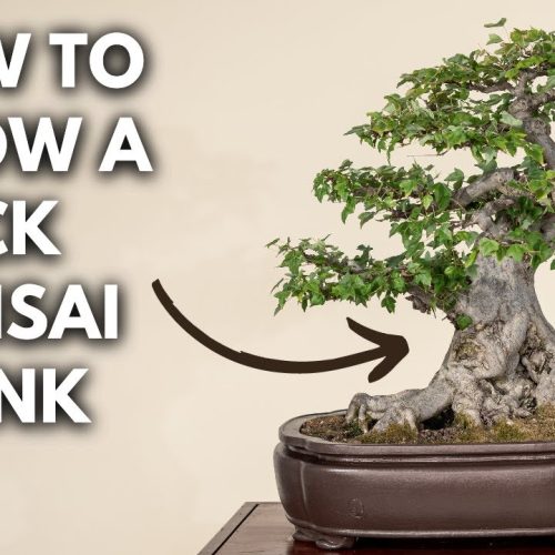 Thicken a Bonsai Trunk Fast: Proven Techniques