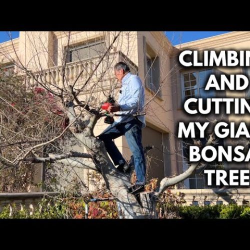 Giant Bonsai Project: Turn a Garden Tree into a Massive Bonsai